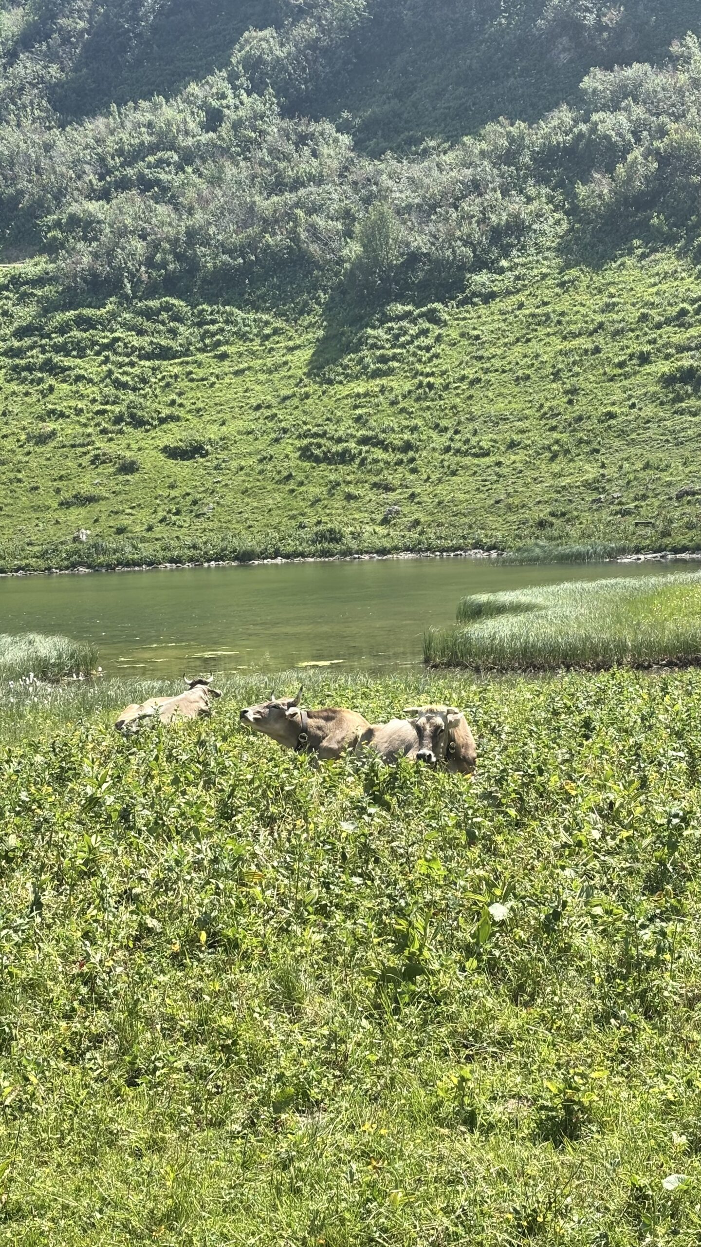 Kühe am See