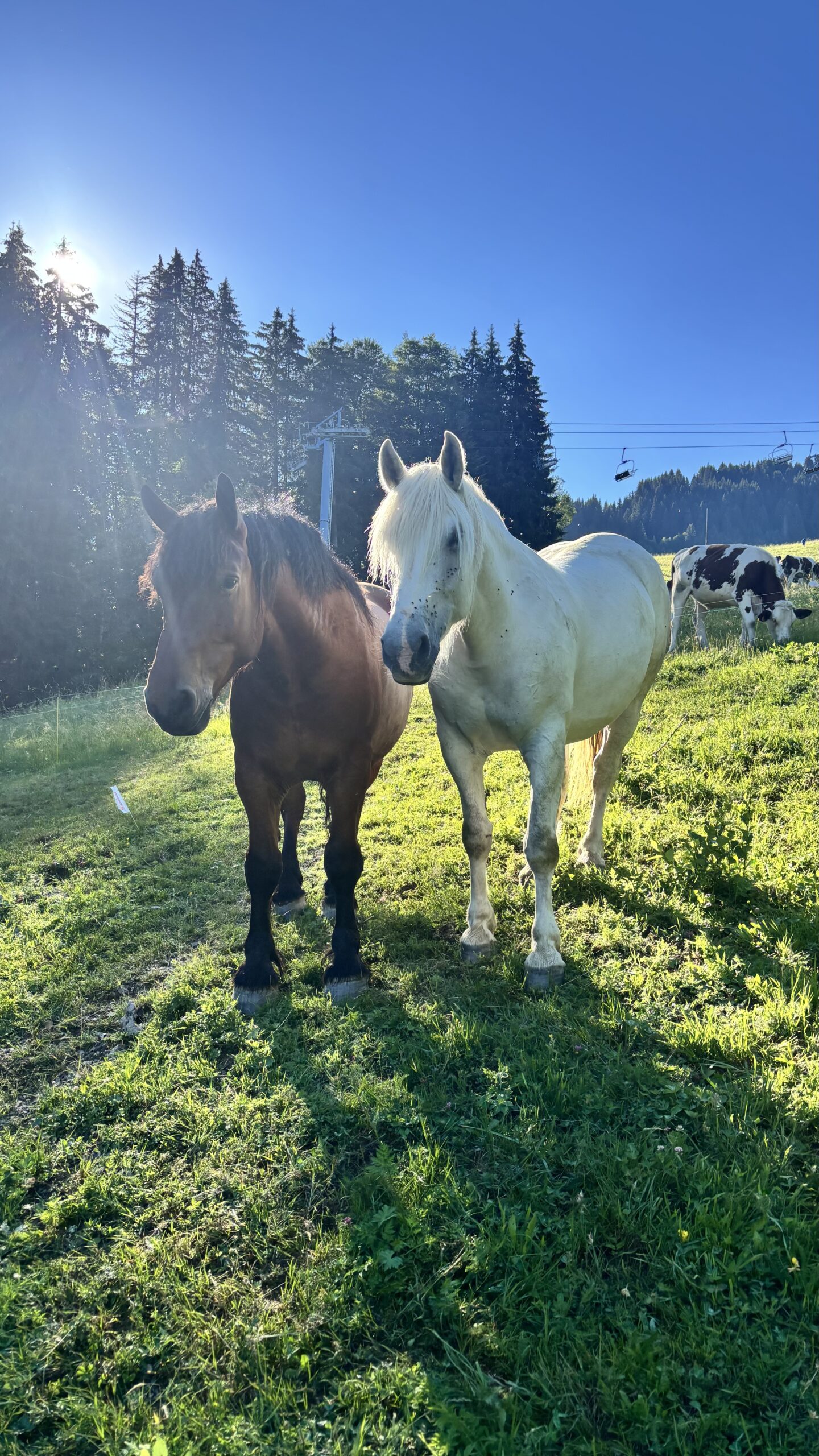 Pferde auf der Alm